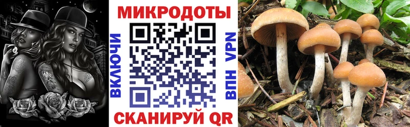 blacksprut как зайти  Холмск  Псилоцибиновые грибы Psilocybe  наркотики 